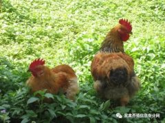 夏季高溫解暑抗應(yīng)激解決腸道菌群紊亂??！