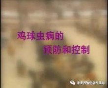 夏季球蟲到底該怎么預防治療？都在這里！