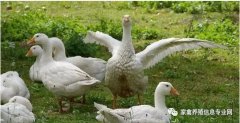 怎么治療鵝痛風(fēng)問題？快進(jìn)來看看！